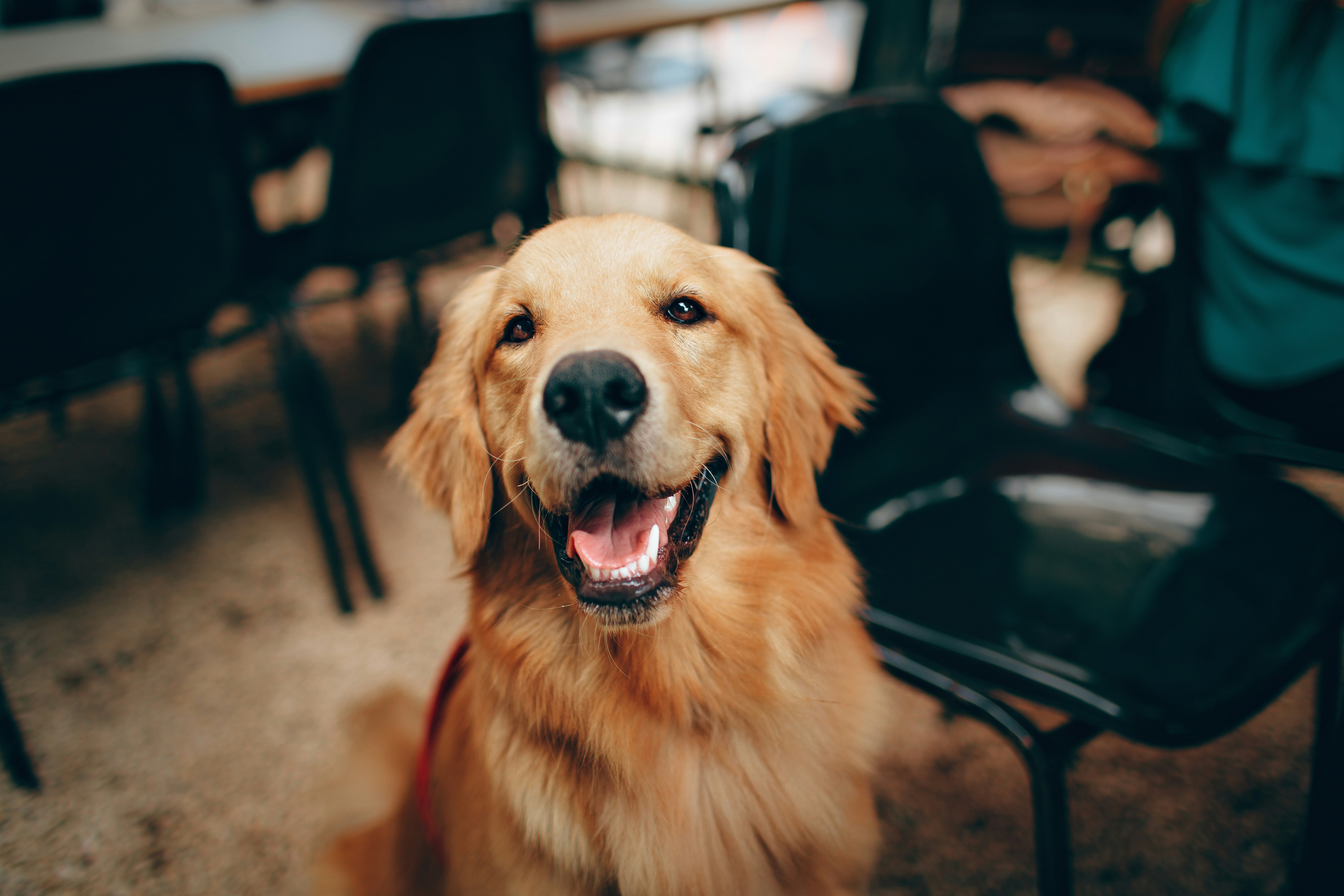 Happy Golden Retriever.