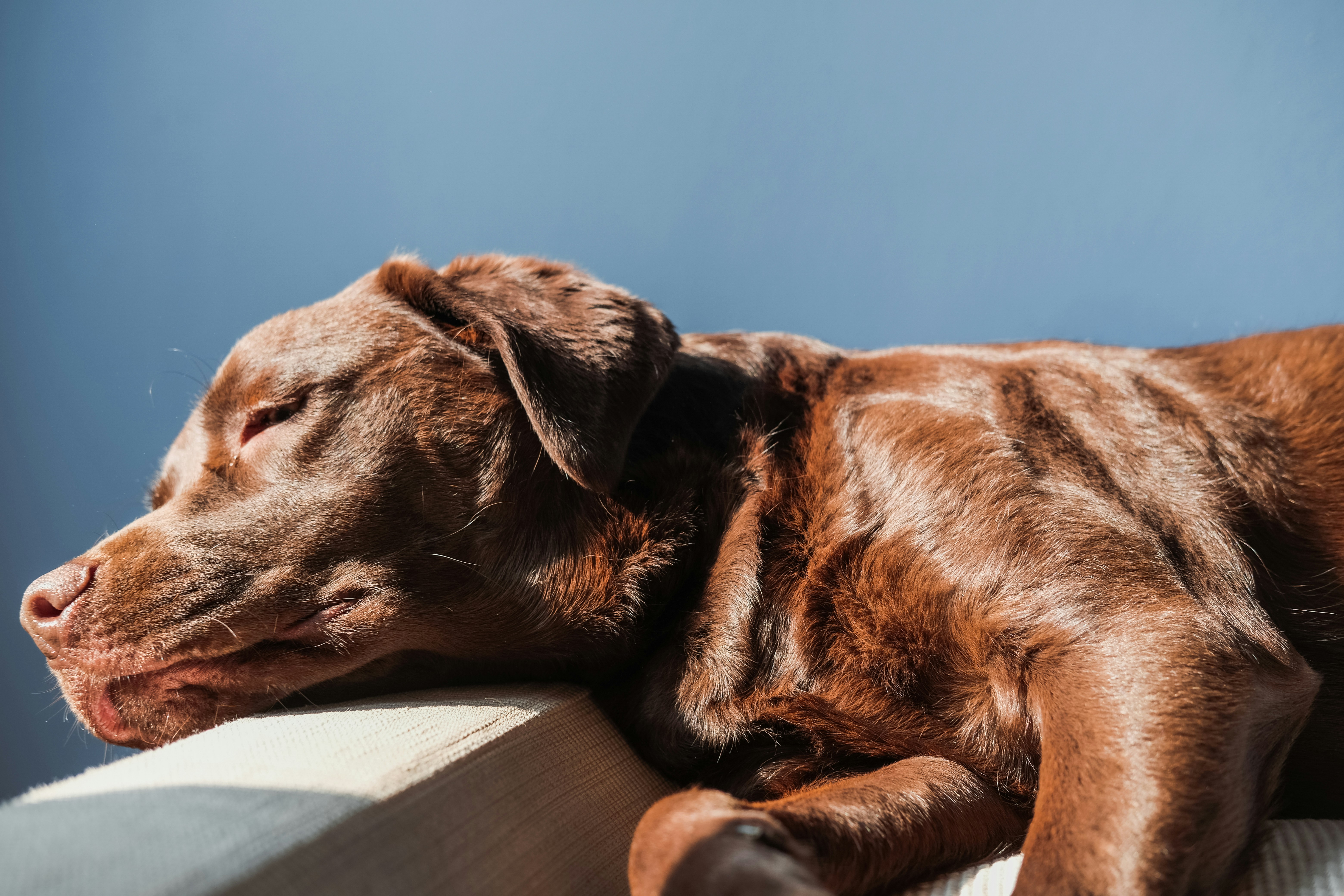 Brown dog sleeping.