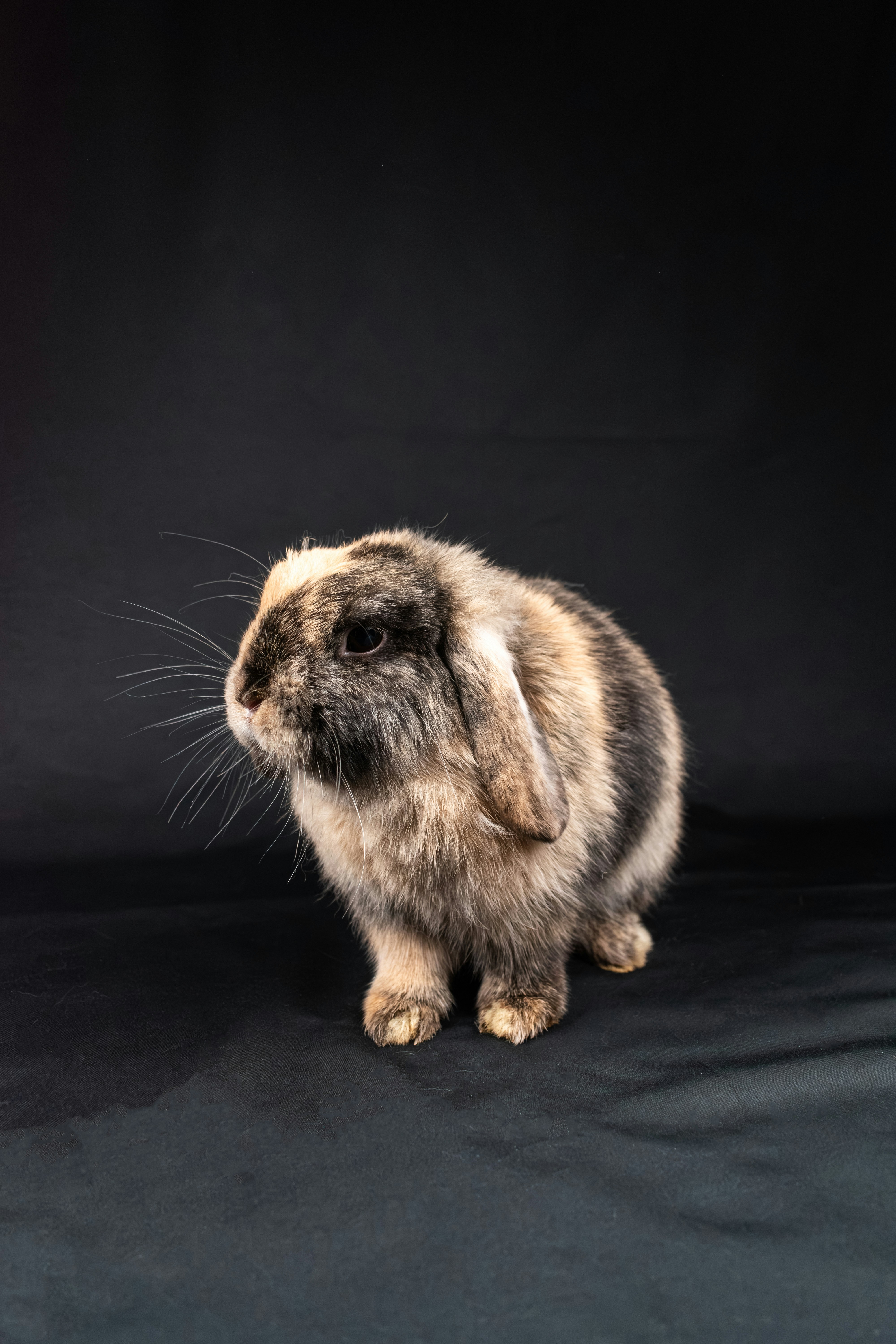 long haired bunny looking at the camera