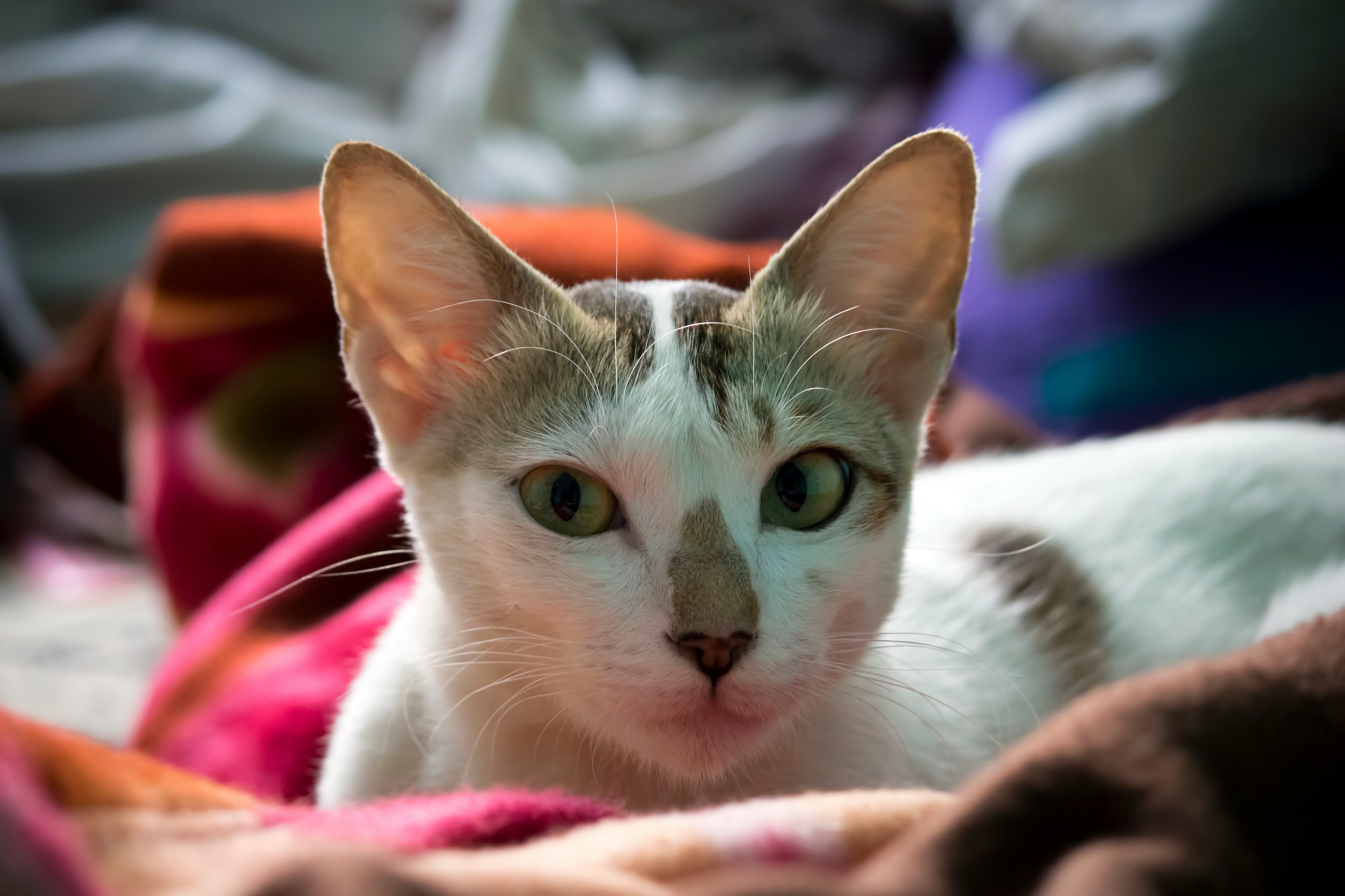 Cute cat lounging in blanket.